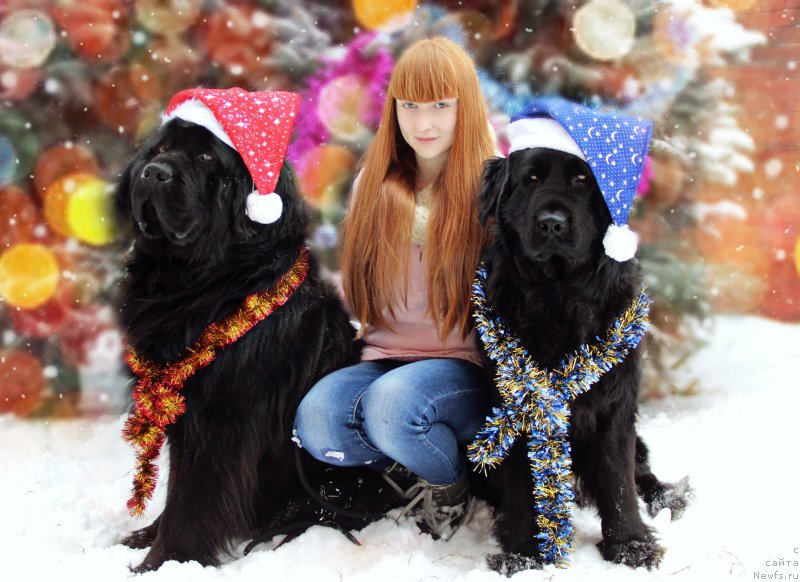 Фото: ньюфаундленд Gran Pri Tol'yatti Turandot (Гран При Тольятти Турандот), ньюфаундленд YEra Grand Lyuks YUdjin (Эра Гранд Люкс Юджин), Dar'ya Evteeva (Дарья Евтеева)