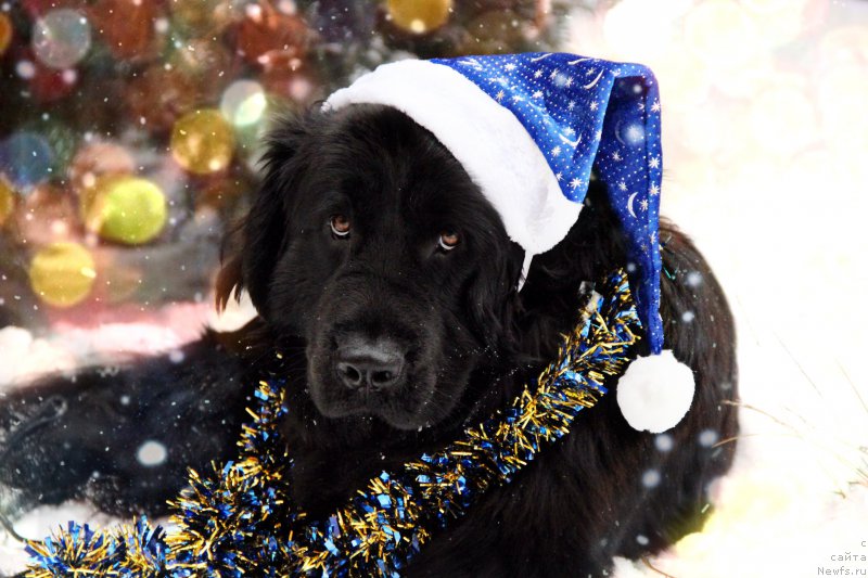 Фото: ньюфаундленд Gran Pri Tol'yatti Turandot (Гран При Тольятти Турандот)