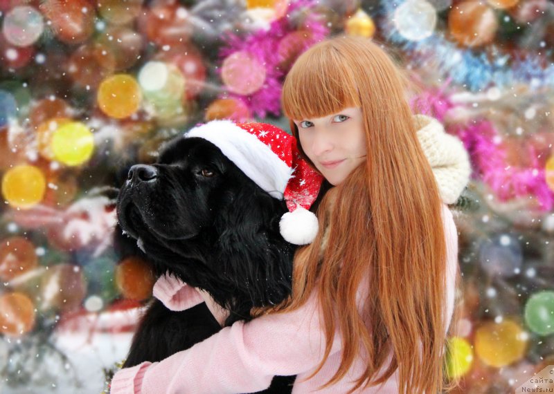 Фото: ньюфаундленд YEra Grand Lyuks YUdjin (Эра Гранд Люкс Юджин), Dar'ya Evteeva (Дарья Евтеева)