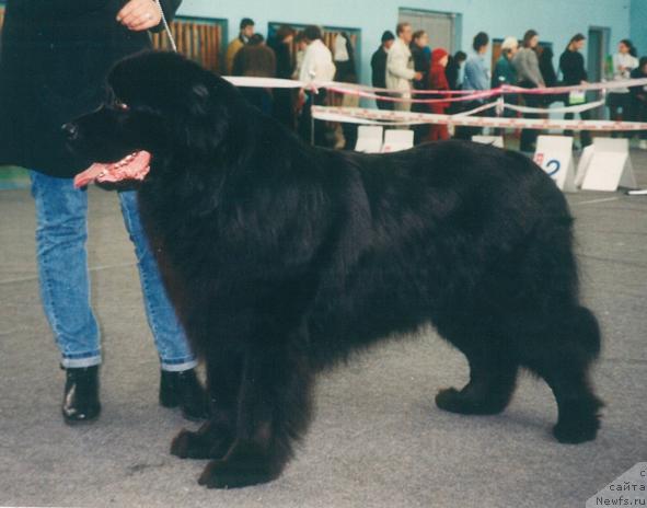 Фото: ньюфаундленд Dzurmas Aldons