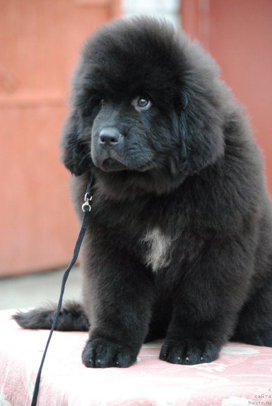 Фотография № 198196