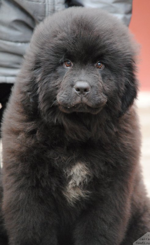 Фотография № 198199