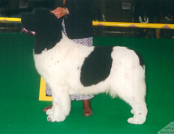 Фото: ньюфаундленд Vertigo Bearinmind of Bonaventura