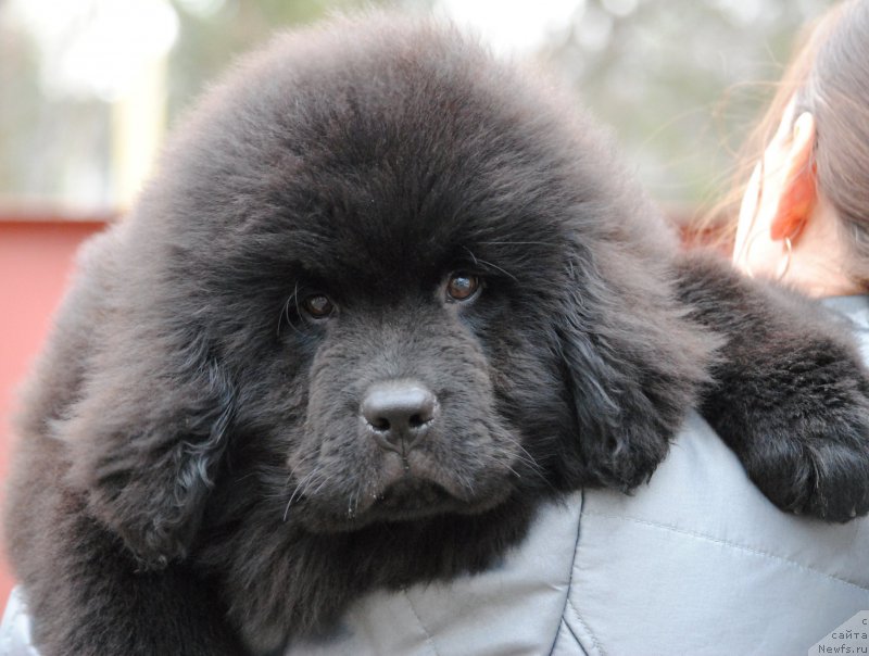 Фотография № 198200