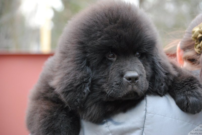 Фотография № 198201