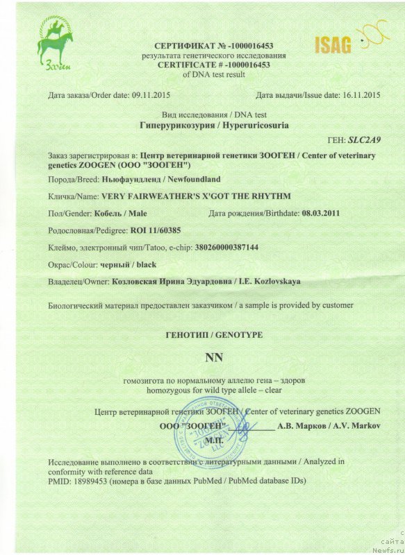 Фото: ньюфаундленд Very Fairweathers X'Got The Rhythm