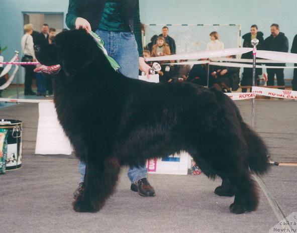 Фото: ньюфаундленд Duncan Nuo Ozo Kalvu