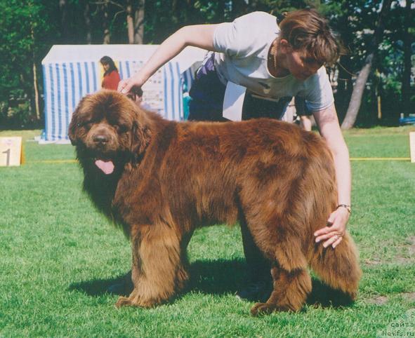 Фото: ньюфаундленд Apollo Bar von Neufundland