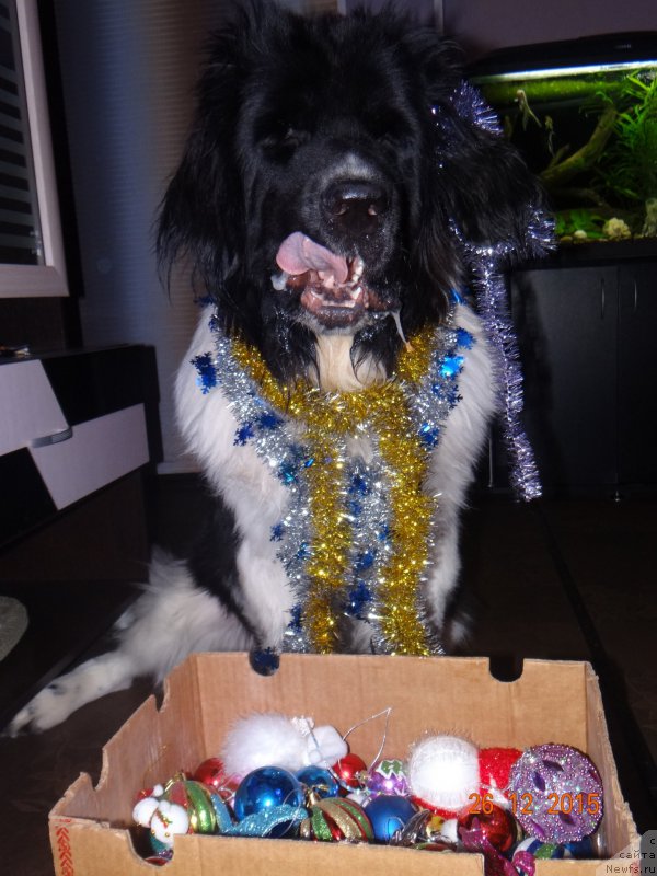 Фото: ньюфаундленд Beatris B'yutiful ot Sibirskogo Medvedya (Беатрис Бьютифул от Сибирского Медведя)