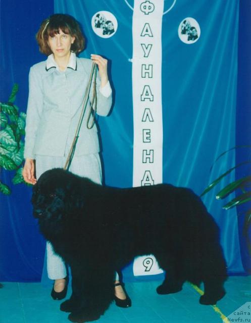 Фото: ньюфаундленд Potap Avrora (Потап Аврора)