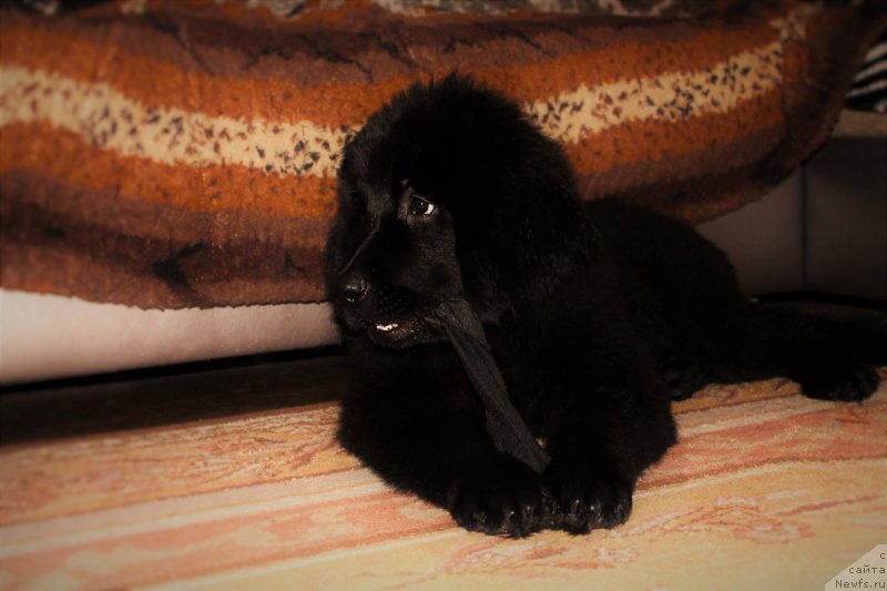 Фото: ньюфаундленд CHernyiy Balu Zaznoba Dushi Moey (Черный Балу Зазноба Души Моей)