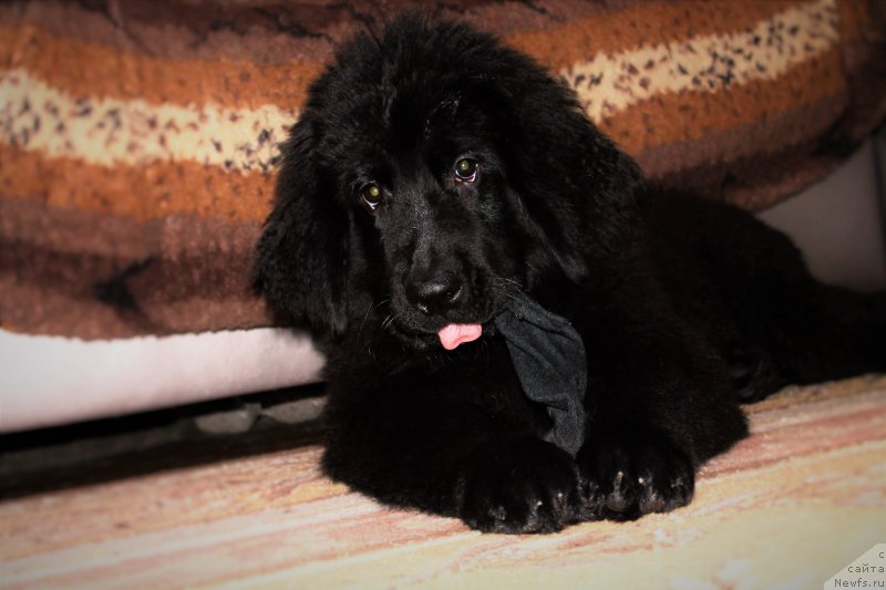 Фото: ньюфаундленд CHernyiy Balu Zaznoba Dushi Moey (Черный Балу Зазноба Души Моей)