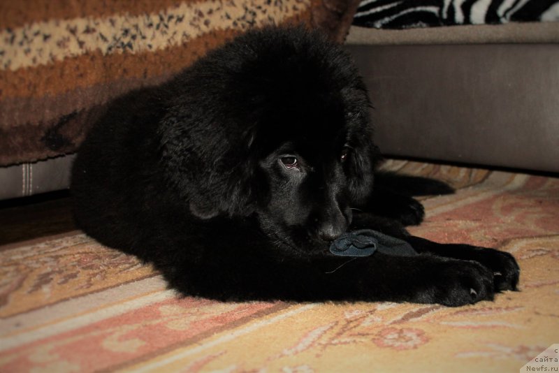 Фото: ньюфаундленд CHernyiy Balu Zaznoba Dushi Moey (Черный Балу Зазноба Души Моей)