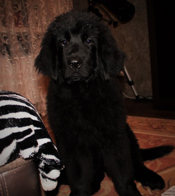 Фото: ньюфаундленд CHernyiy Balu Zaznoba Dushi Moey (Черный Балу Зазноба Души Моей)