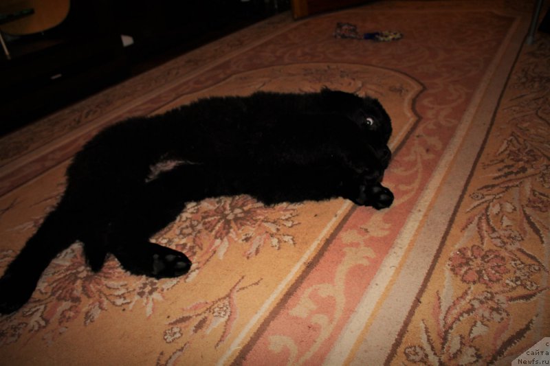 Фото: ньюфаундленд CHernyiy Balu Zaznoba Dushi Moey (Черный Балу Зазноба Души Моей)