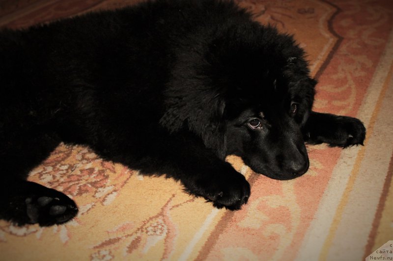 Фото: ньюфаундленд CHernyiy Balu Zaznoba Dushi Moey (Черный Балу Зазноба Души Моей)