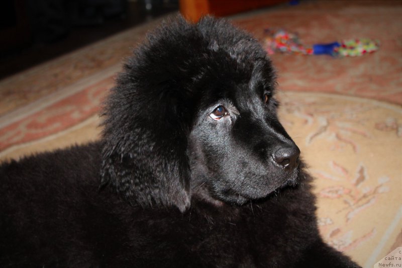 Фото: ньюфаундленд CHernyiy Balu Zaznoba Dushi Moey (Черный Балу Зазноба Души Моей)