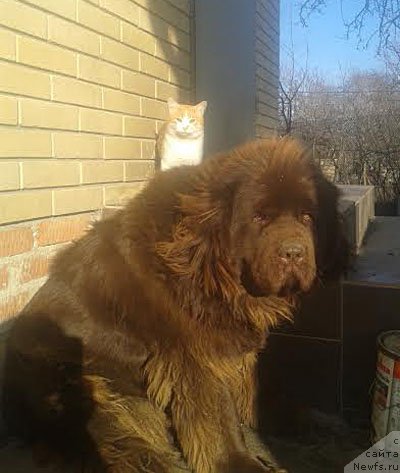 Фото: ньюфаундленд Horoshaja Devchonka s Berega Dona (Хорошая Девчонка с Берега Дона)