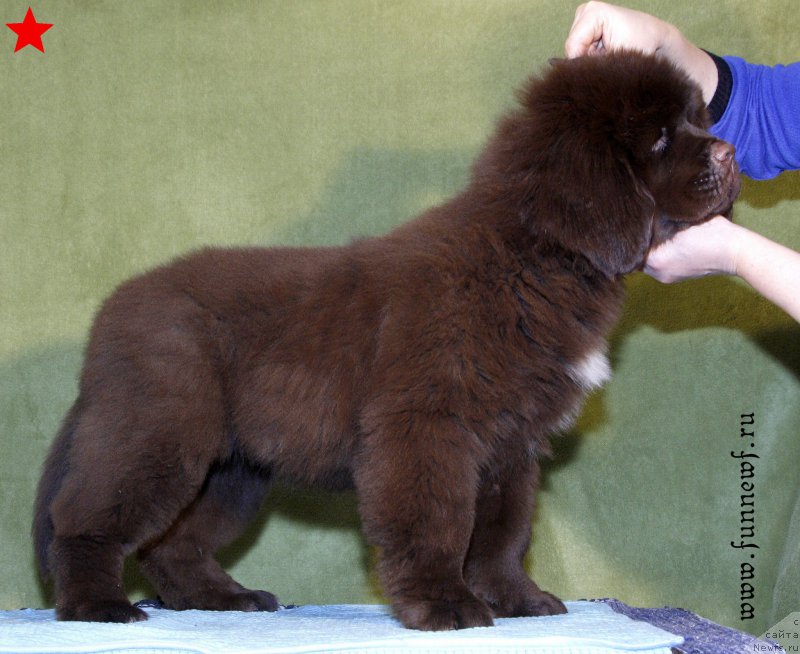 Фотография № 198295