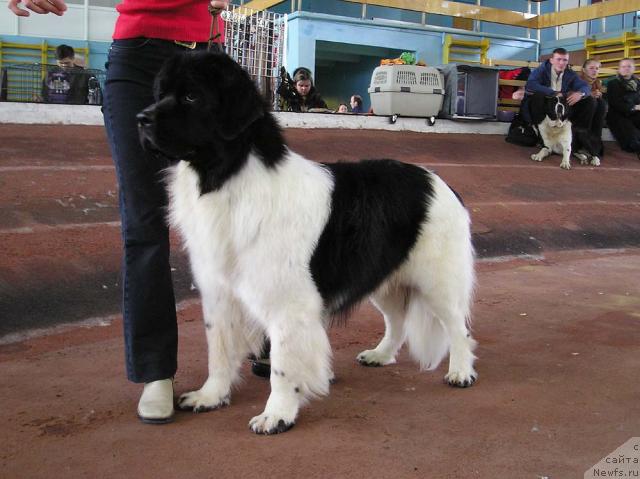 Фото: ньюфаундленд Fiamettahauz Volshebnik Strany Ros (Фиаметтахауз Волшебник Страны Роз)