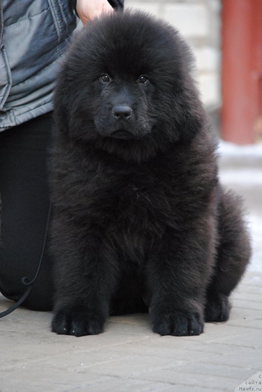 Фотография № 198302