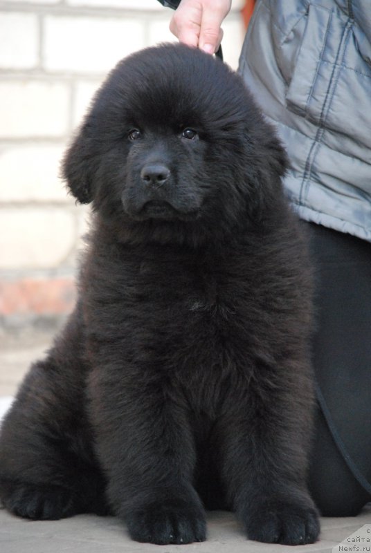 Фотография № 198304