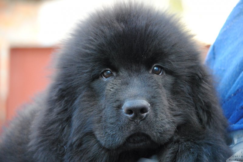 Фотография № 198306