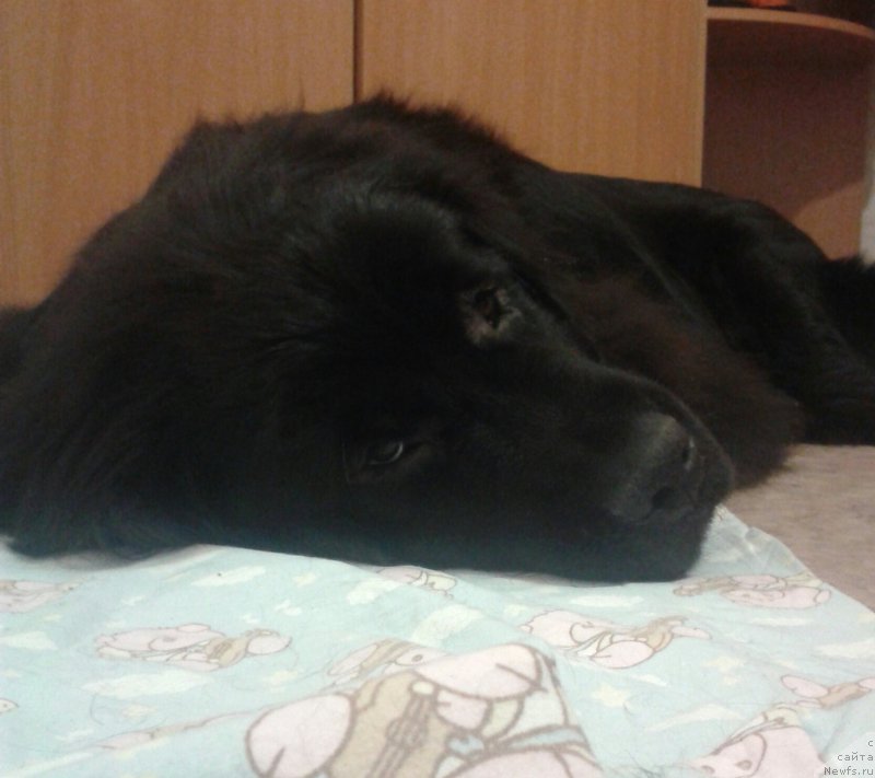 Фото: ньюфаундленд Belkonder-Club Jamaica Blue Mountin (Белкондер-Клаб Ямайка Блю Маунтин)