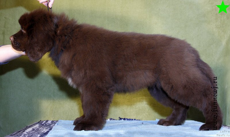 Фото: ньюфаундленд Funnewf Antarktika (Фанньюф Антарктика)