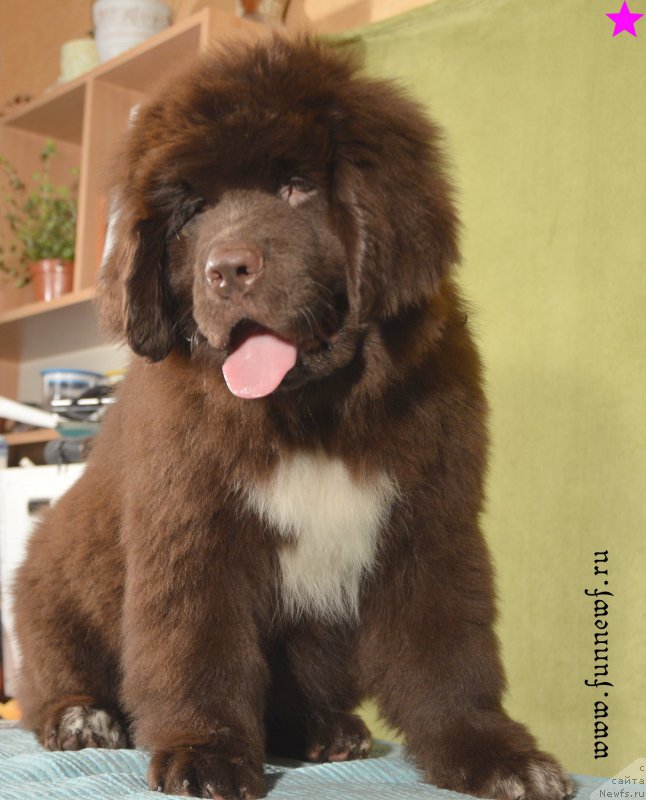 Фотография № 198316