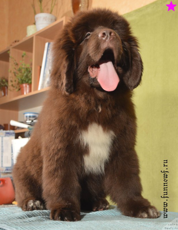 Фотография № 198319