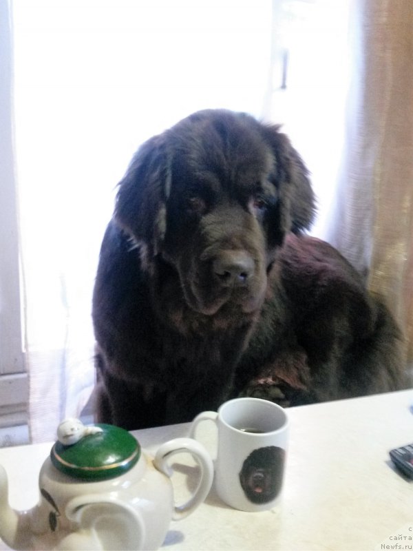 Фото: YUliya Demidova (Юлия Демидова), ньюфаундленд Nikol Gold Star (Николь Голд Стар)