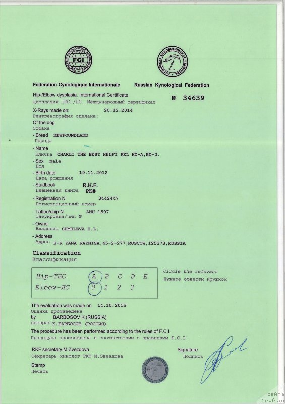 Фото: ньюфаундленд Charli The Best Helfi Pel (Чарли Де Бест Хелфи Пэл)