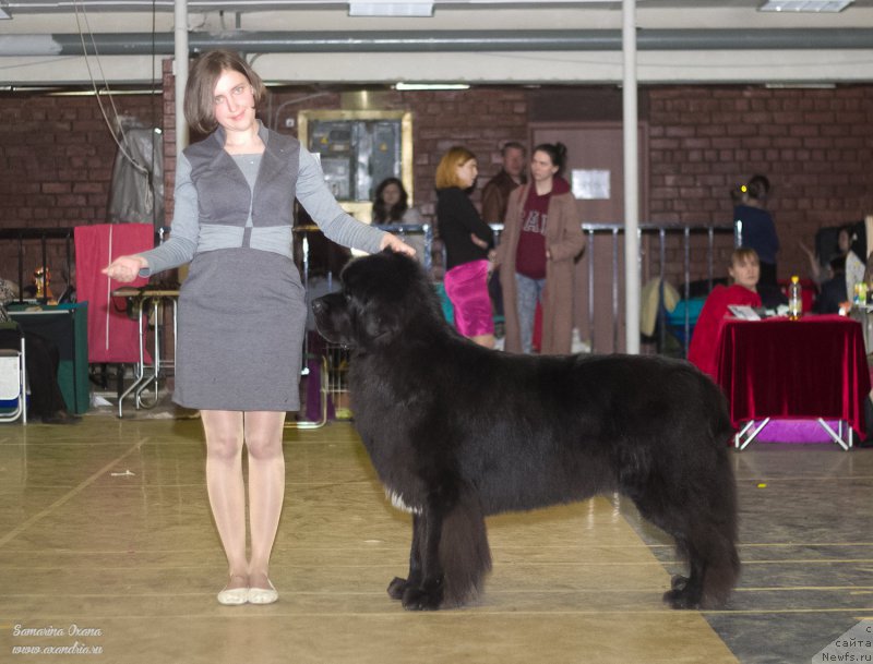 Фото: ньюфаундленд Kiper Soul Layon Hyeert (Кипер Соул Лайон Хэерт), Ol'ga Ivanova (Ольга Иванова)