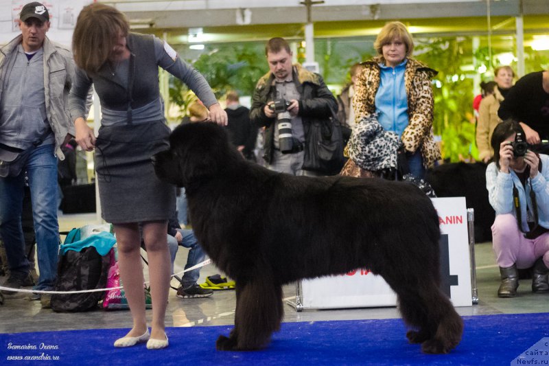 Фото: ньюфаундленд Kiper Soul Layon Hyeert (Кипер Соул Лайон Хэерт), Ol'ga Ivanova (Ольга Иванова)