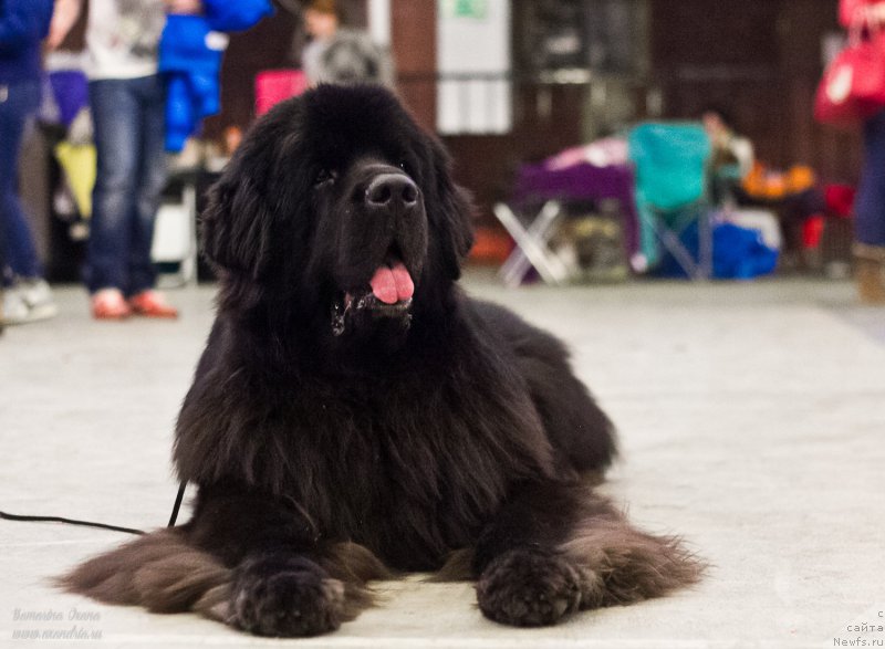 Фото: ньюфаундленд Kiper Soul Layon Hyeert (Кипер Соул Лайон Хэерт)
