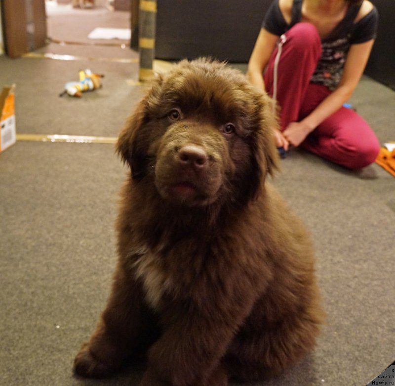Фото: Aleksandr Petrov-Savchenko (Александр Петров-Савченко), ньюфаундленд Funnewf Akvilon (Фанньюф Аквилон)