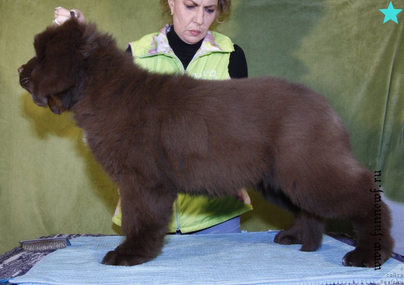 Фото: ньюфаундленд Funnewf Aqua-Marina (Фанньюф Аква-Марина)