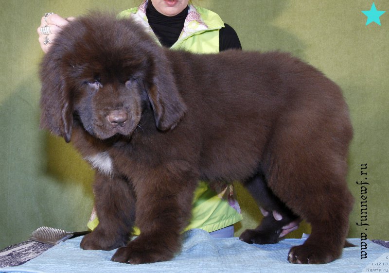 Фотография № 198334