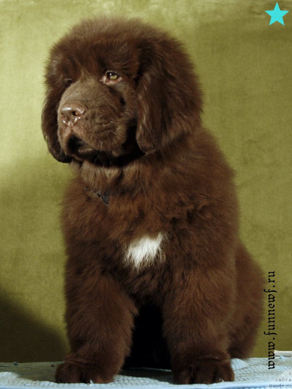 Фото: ньюфаундленд Funnewf Aqua-Marina (Фанньюф Аква-Марина)