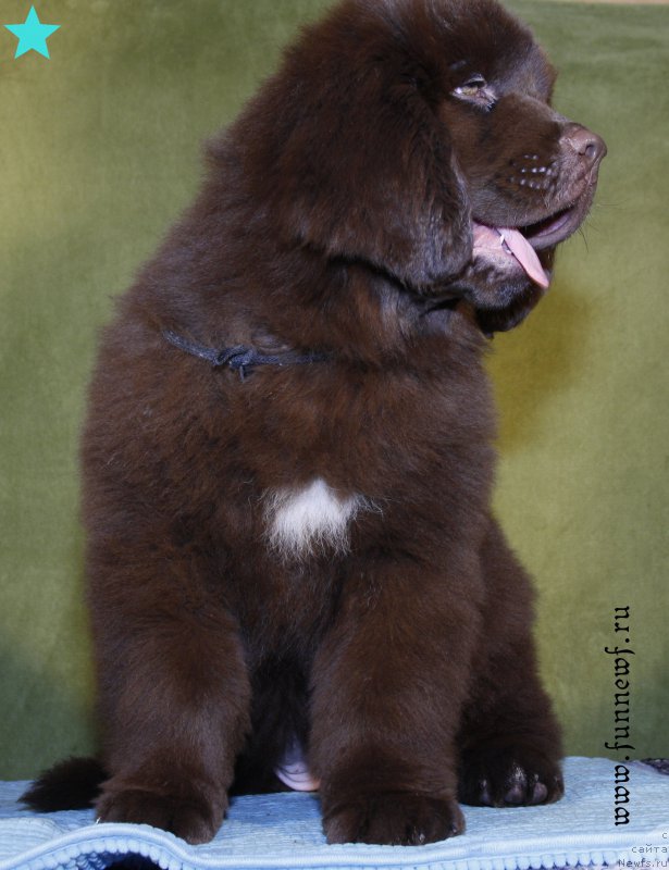 Фото: ньюфаундленд Funnewf Aqua-Marina (Фанньюф Аква-Марина)