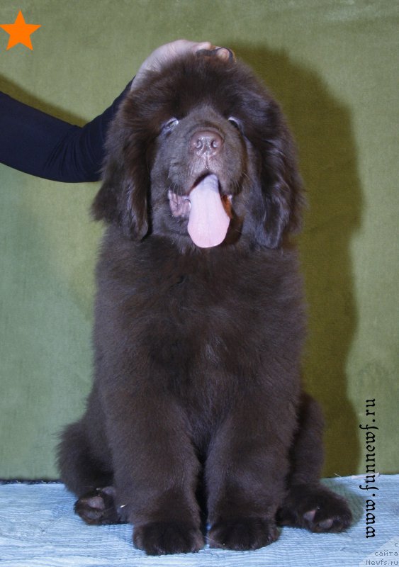 Фото: ньюфаундленд Fann'yuf Anatoliya (Фанньюф Анатолия)