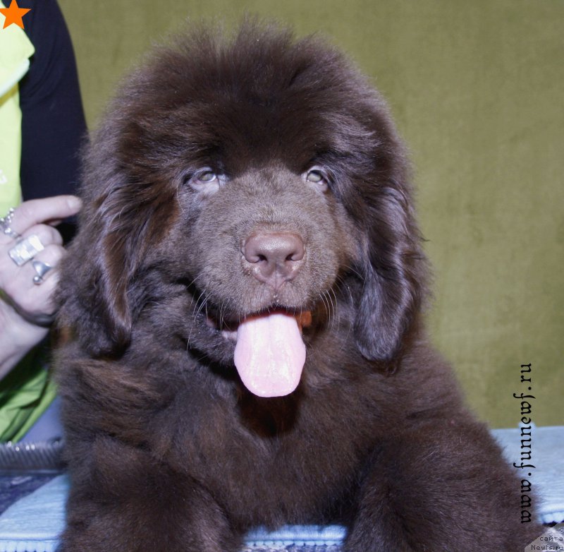 Фото: ньюфаундленд Fann'yuf Anatoliya (Фанньюф Анатолия)