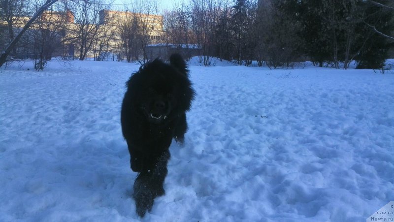 Фото: ньюфаундленд Belkonder-Klab YA Burbon (Белкондер-Клаб Я Бурбон)