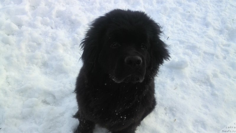 Фото: ньюфаундленд Belkonder-Klab YA Burbon (Белкондер-Клаб Я Бурбон)