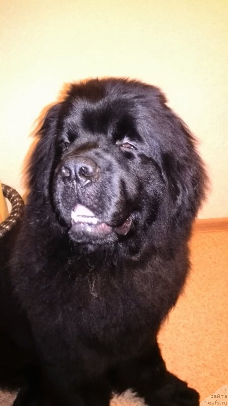 Фото: ньюфаундленд Belkonder-Klab YA Burbon (Белкондер-Клаб Я Бурбон)