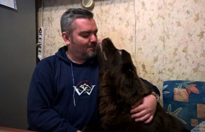 Фото: ньюфаундленд Brownblood MSK Zhanara Haya (Браунблад МСК Жанара Хайя)