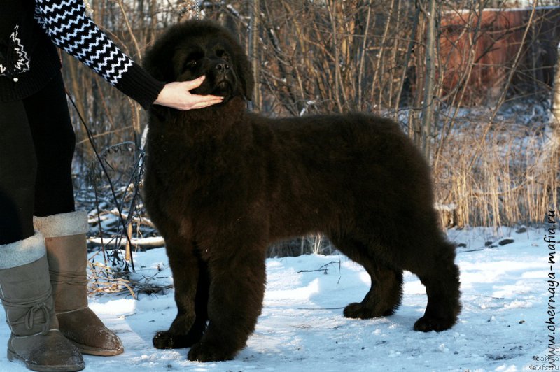 Фото: ньюфаундленд Chernaya Mafia Аngel Among Us (Черная Мафия Ангел Амонг Ус)