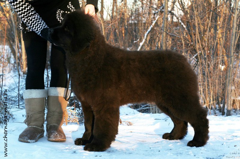 Фото: ньюфаундленд Chernaya Mafia Аngel Among Us (Черная Мафия Ангел Амонг Ус)