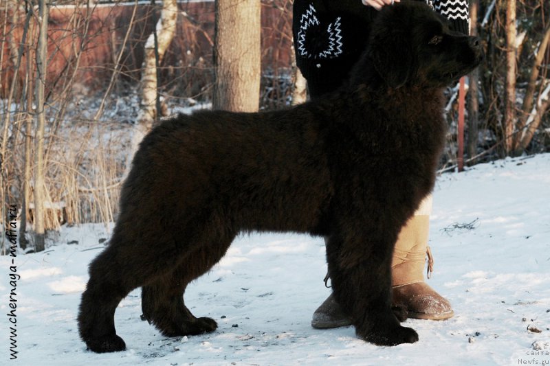 Фото: ньюфаундленд Chernaya Mafia Аngel Among Us (Черная Мафия Ангел Амонг Ус)